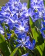 Chionodoxa Blue Giant.jpg